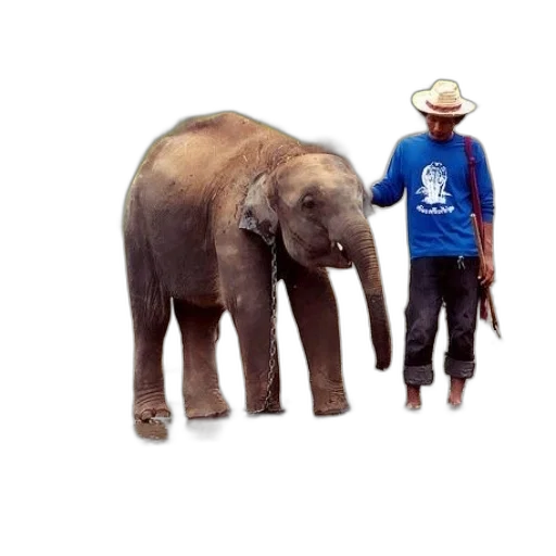animal, creature, hat, staff transparent PNG cut-out