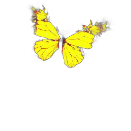 flower, animal, jewelry, crown transparent PNG cut-out