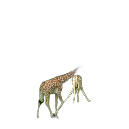 animal, creature, furniture, food transparent PNG cut-out