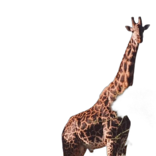 animal, creature, staff, shoes transparent PNG cut-out