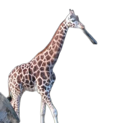 animal, creature, staff, hat transparent PNG cut-out