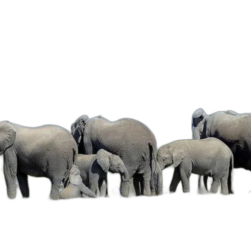 animal, concept art, 3d render, photorealistic transparent PNG cut-out
