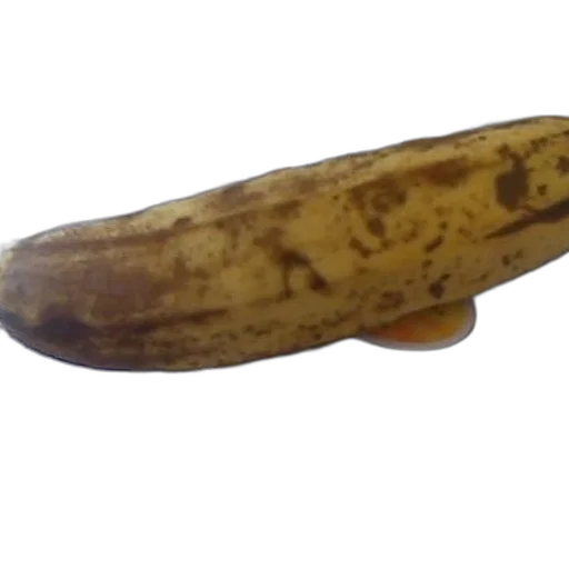 food, staff, animal, weapon transparent PNG cut-out