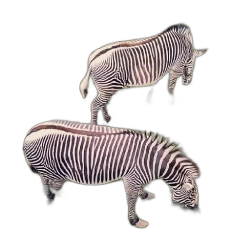 animal, creature, furniture, jewelry transparent PNG cut-out