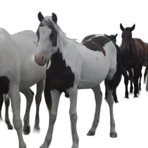 animal, photorealistic, 3d render, group transparent PNG cut-out