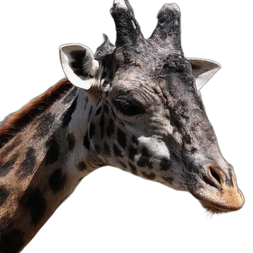 animal, face, creature, crown transparent PNG cut-out