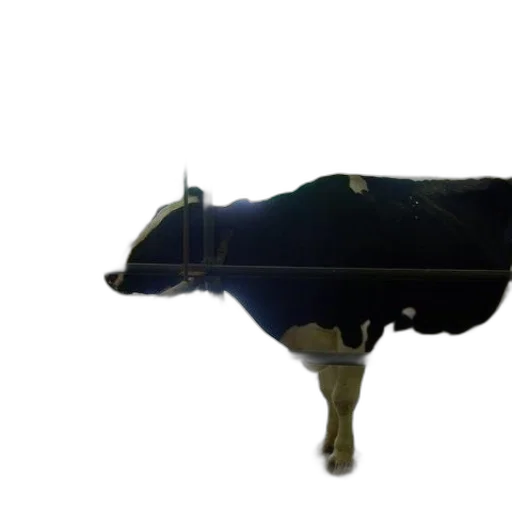 animal, creature, weapon, food transparent PNG cut-out
