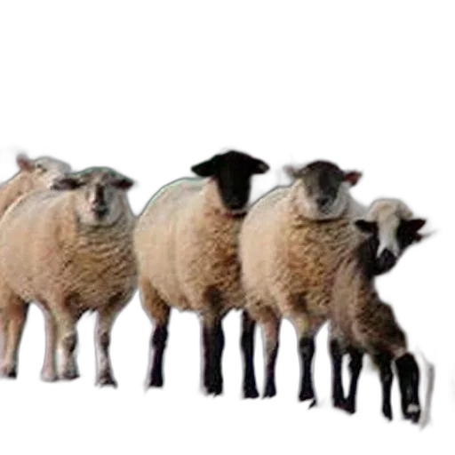 animal, group, sheep, black transparent PNG cut-out