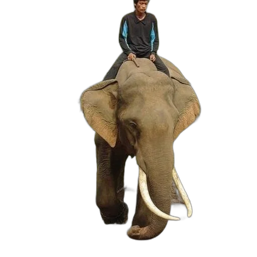 animal, creature, jacket, hat transparent PNG cut-out