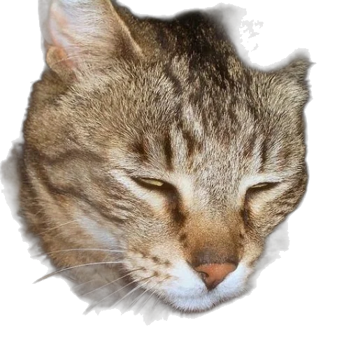 face, animal, staff, hat transparent PNG cut-out