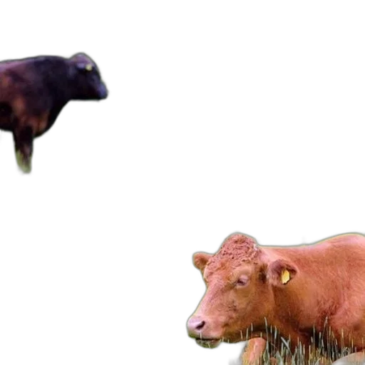 animal, creature, food, photorealistic transparent PNG cut-out