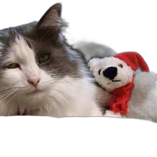 animal, staff, fluffy, cat transparent PNG cut-out