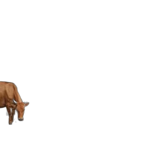 furniture, animal, creature, weapon transparent PNG cut-out