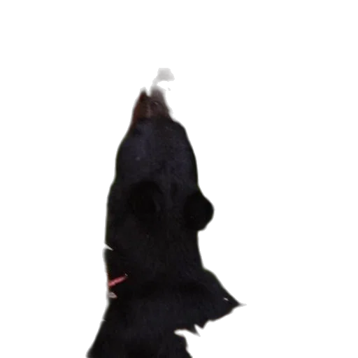 hat, staff, umbrella, animal transparent PNG cut-out