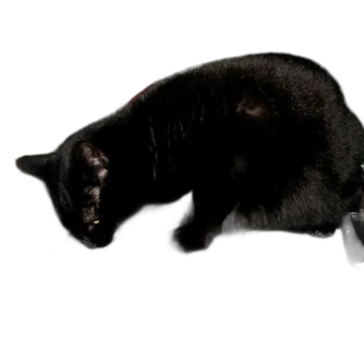 staff, animal, creature, weapon transparent PNG cut-out