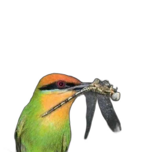 jewelry, staff, animal, weapon transparent PNG cut-out