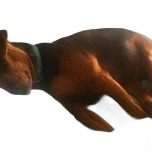 animal, creature, staff, dragon transparent PNG cut-out