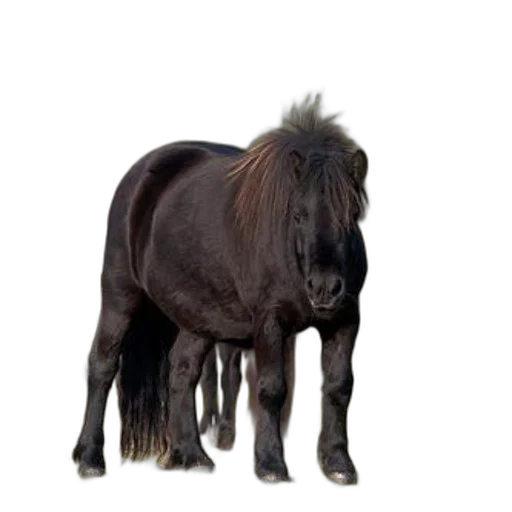animal, hair, creature, staff transparent PNG cut-out
