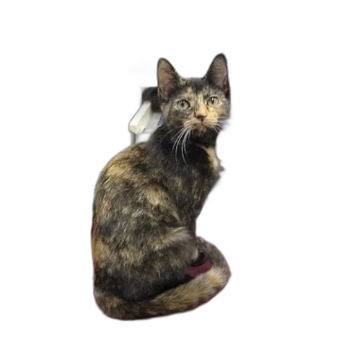 staff, animal, creature, crown transparent PNG cut-out