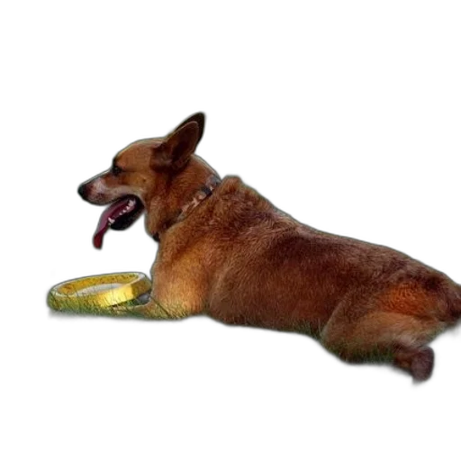 jewelry, animal, staff, food transparent PNG cut-out