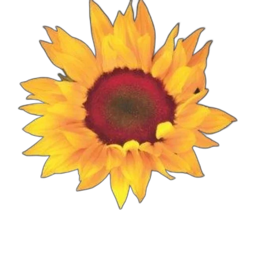 flower, crown, jewelry, staff transparent PNG cut-out