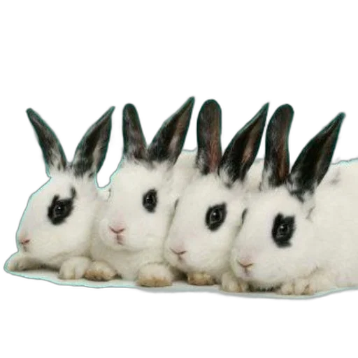 animal, hat, crown, shoes transparent PNG cut-out