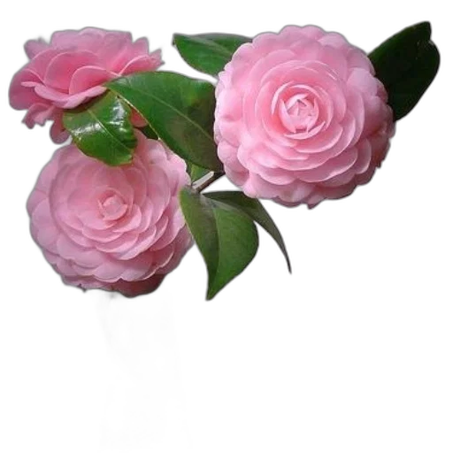 flower, crown, jewelry, staff transparent PNG cut-out