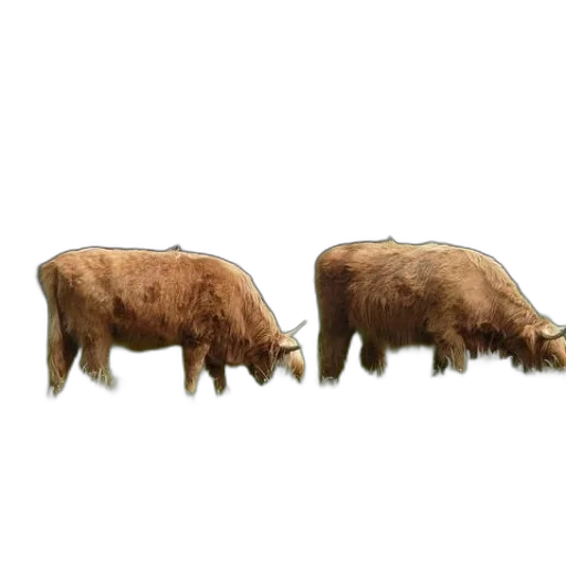 animal, furniture, hair, creature transparent PNG cut-out