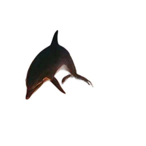 animal, staff, creature, umbrella transparent PNG cut-out