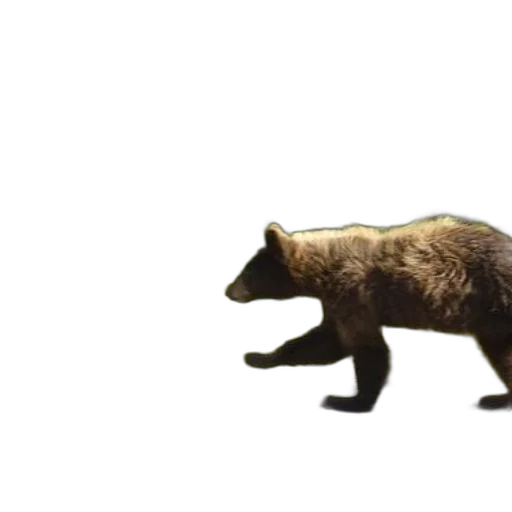 animal, creature, weapon, concept art transparent PNG cut-out