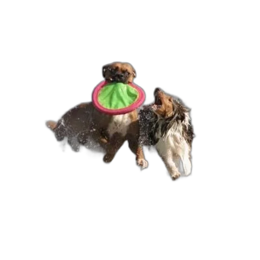 food, staff, animal, hat transparent PNG cut-out