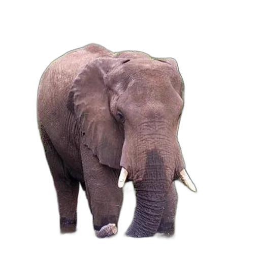 animal, creature, staff, face transparent PNG cut-out