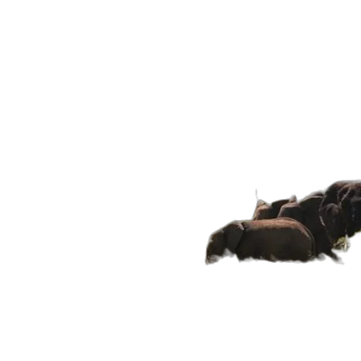 shoes, weapon, dragon, animal transparent PNG cut-out