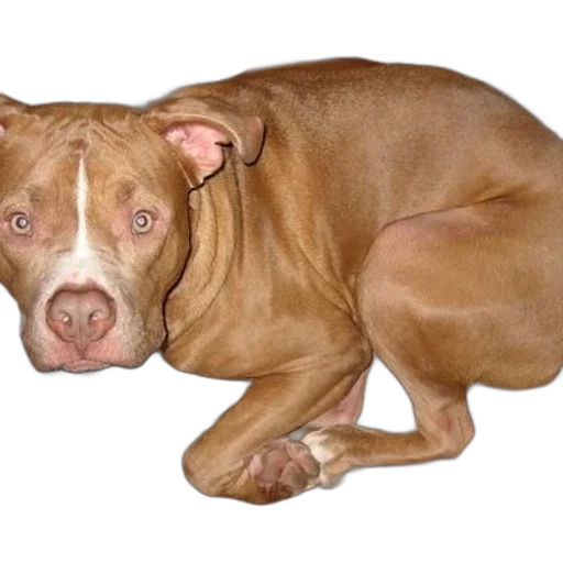 animal, creature, staff, face transparent PNG cut-out