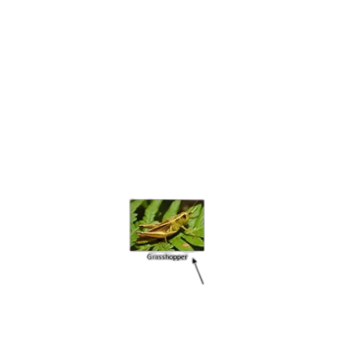 dragon, animal, creature, staff transparent PNG cut-out