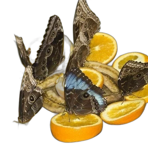 food, dragon, jewelry, animal transparent PNG cut-out