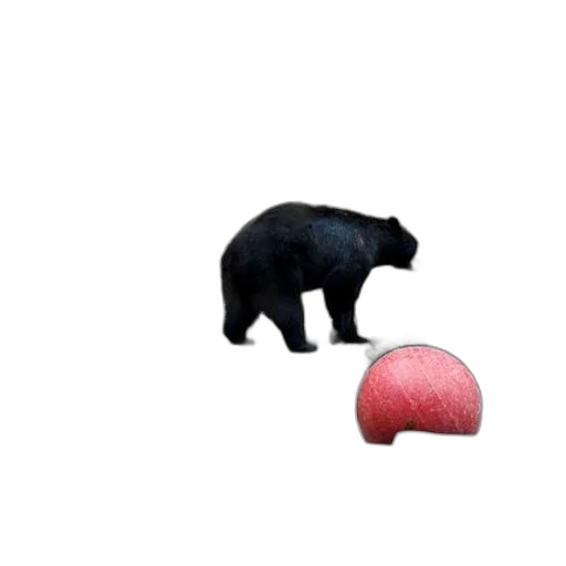 animal, food, hat, creature transparent PNG cut-out