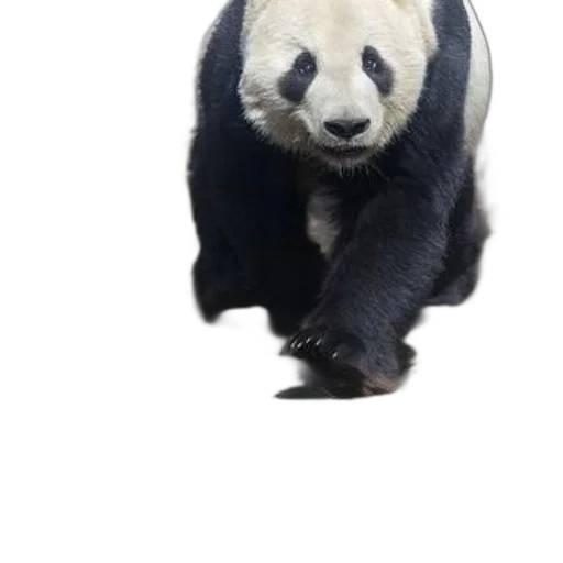 animal, creature, staff, face transparent PNG cut-out