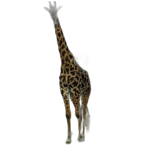 animal, creature, staff, dress transparent PNG cut-out
