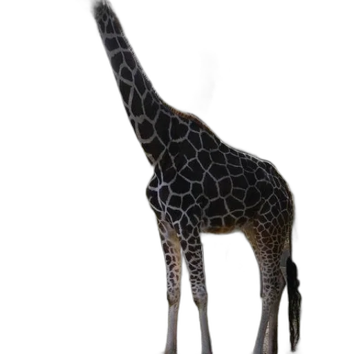 animal, creature, staff, jewelry transparent PNG cut-out