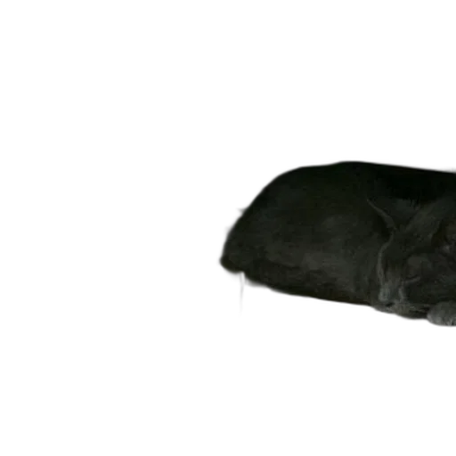 animal, creature, hat, staff transparent PNG cut-out