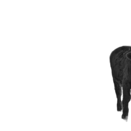 animal, creature, staff, hair transparent PNG cut-out