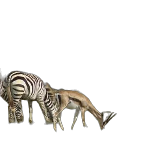 animal, furniture, creature, jewelry transparent PNG cut-out