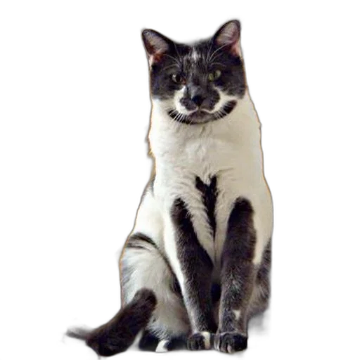 staff, animal, jewelry, jacket transparent PNG cut-out
