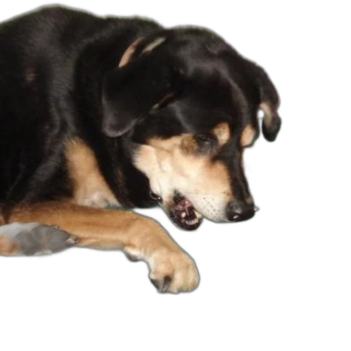 animal, staff, creature, face transparent PNG cut-out