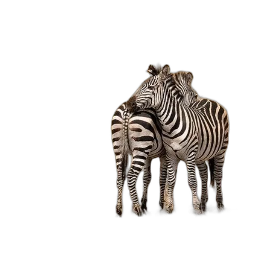 animal, creature, jewelry, furniture transparent PNG cut-out