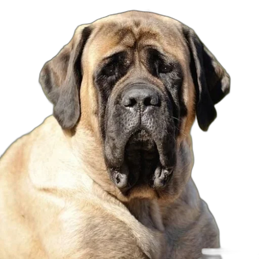 animal, staff, face, creature transparent PNG cut-out