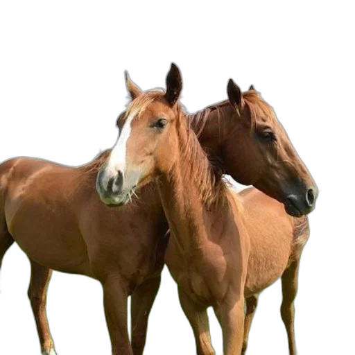 animal, hat, photorealistic, 3d render transparent PNG cut-out