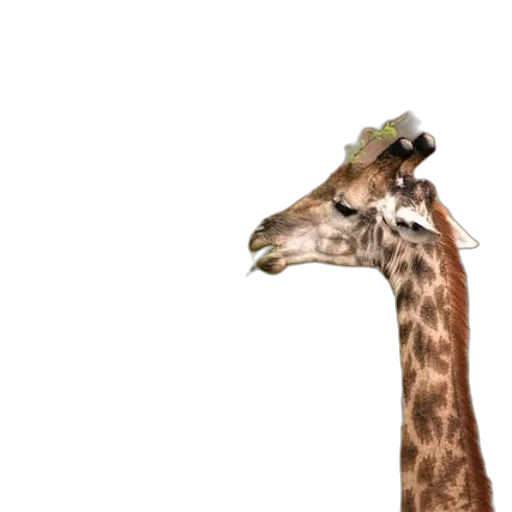 animal, hat, creature, food transparent PNG cut-out