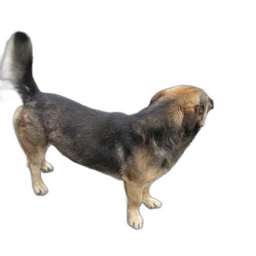 animal, creature, staff, hair transparent PNG cut-out